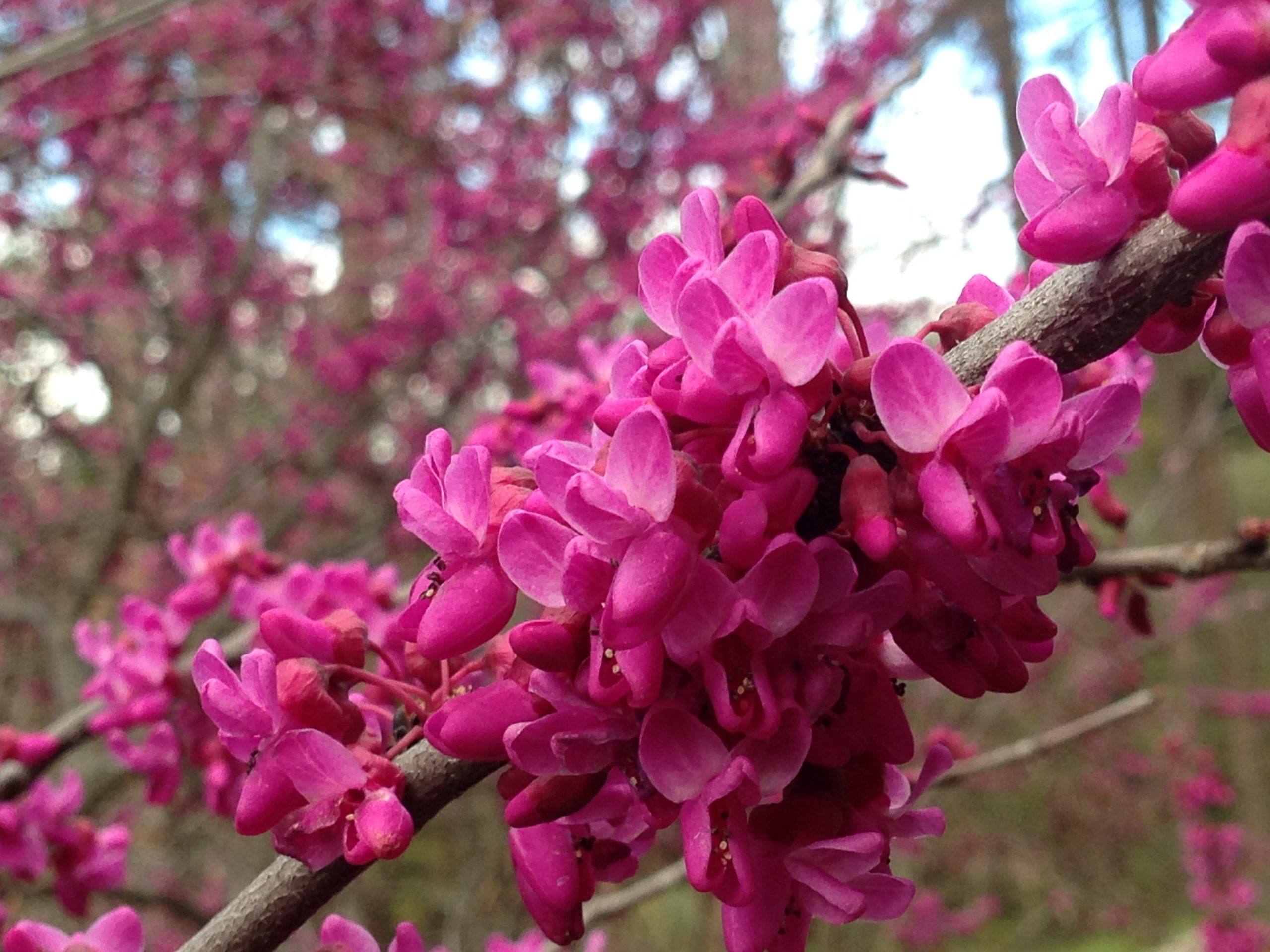 Texas Redbud