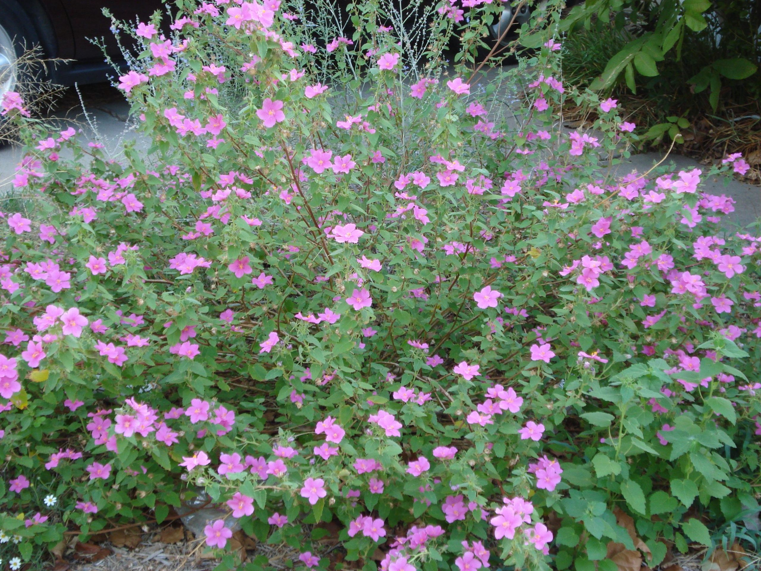 Texas Rock Rose