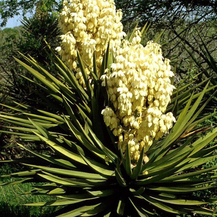Texas Yucca Aquifier