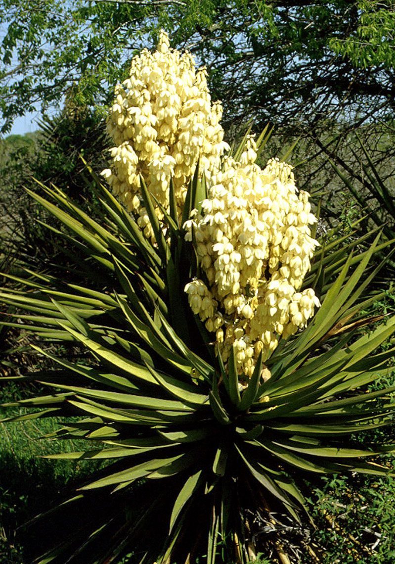 Texas Yucca