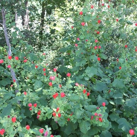 Turks Cap Malvaviscus arboreus
