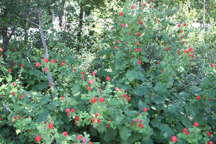 Turks Cap