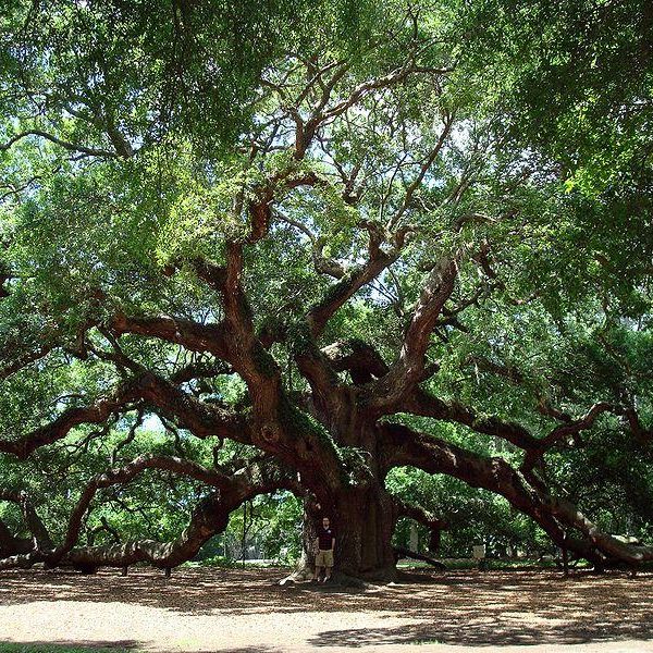 Texas Live Oak