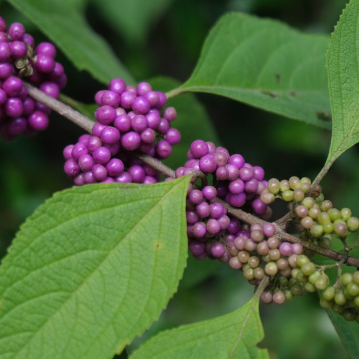 American Beautyberry Callicarpa americana infructescence