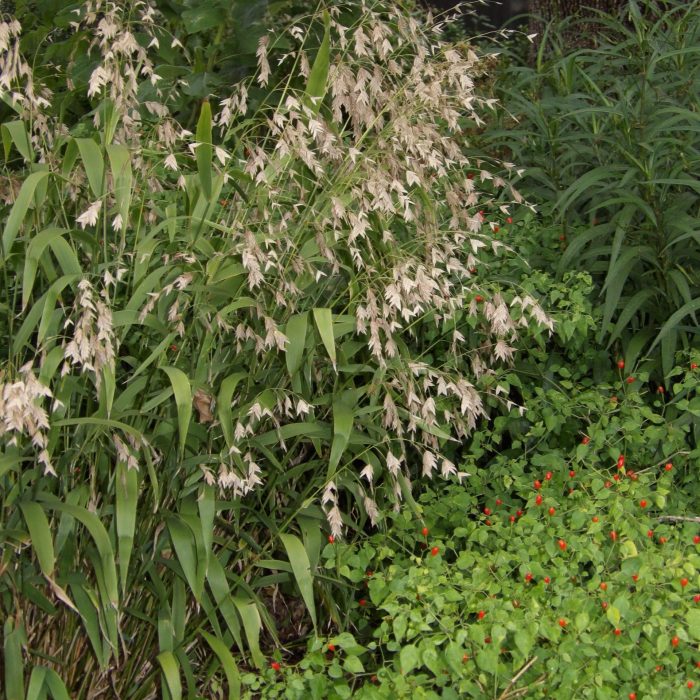 Aster Inland Sea Oats Chasmanthium latifolium