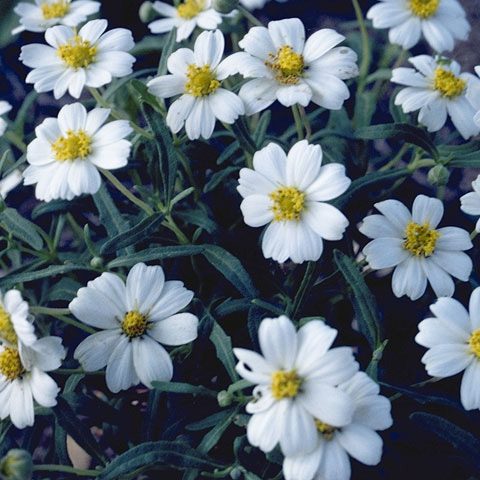 Blackfoot daisy Melampodium leucanthum