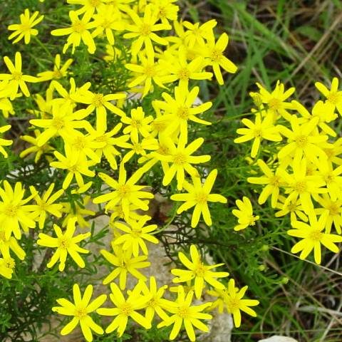 Damianita Chrysactinia mexicana