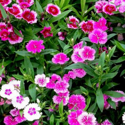 Dianthus Dianthus barbatus