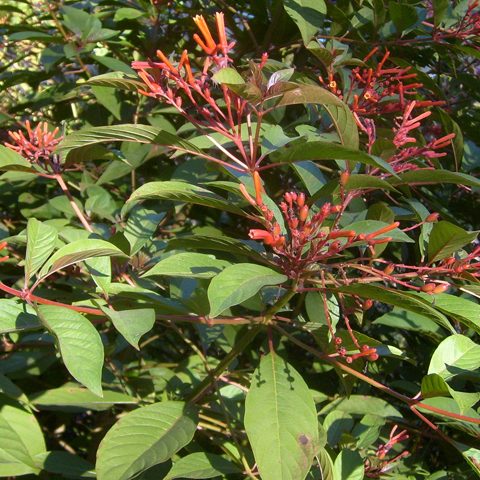 Firebush Hamelia patens