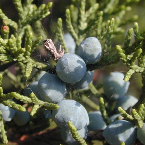 Juniper Cedar” Juniperus ashei