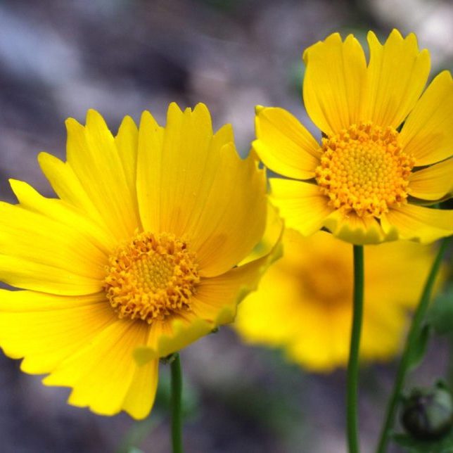 Lanceleaf Coreopsis Coreopsis lanceolata