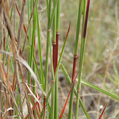 Little Bluestem Schizachyrium scoparium