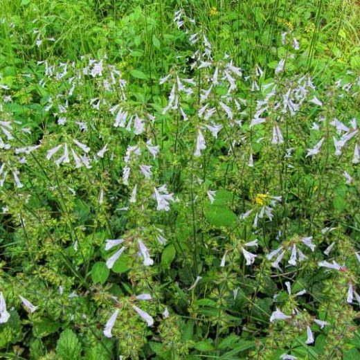 Lyreleaf sage Salvia lyrata