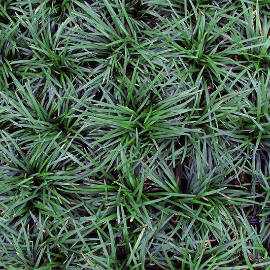 Mondo grass Ophiopogon japonicus