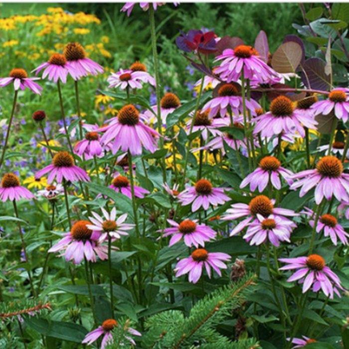 Purple Coneflower Echinacea purpurea