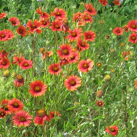 Red Indian Blanket Gaillardia amblyodon