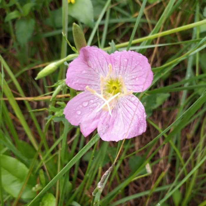 Texas Primrose Oenothera speciosa.