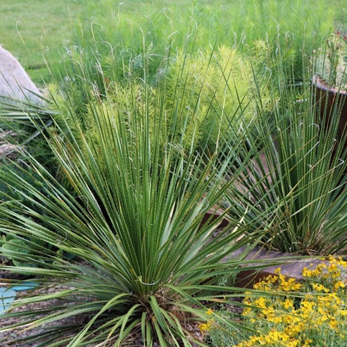 Texas Sotol Dasylirion texanum