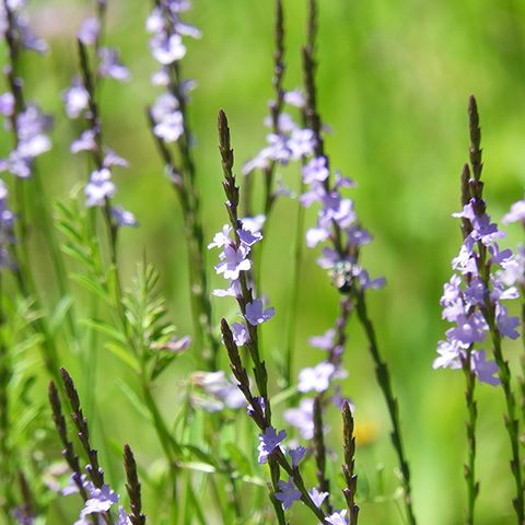 Texas Verbena Vervain halei