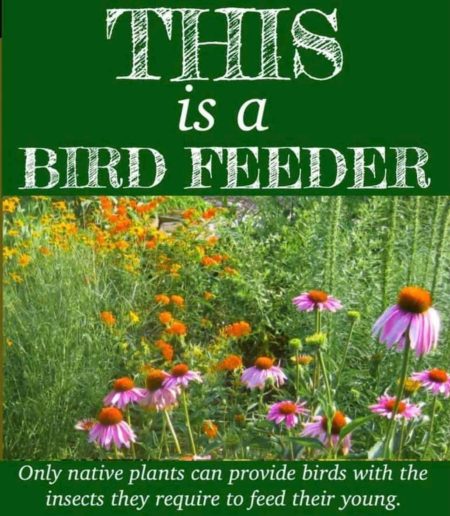 This-is-a-bird-feeder-native-plants