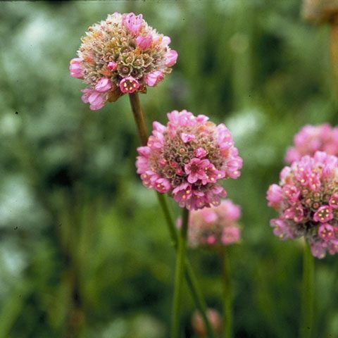 Thrift Seapink Armeria maritima