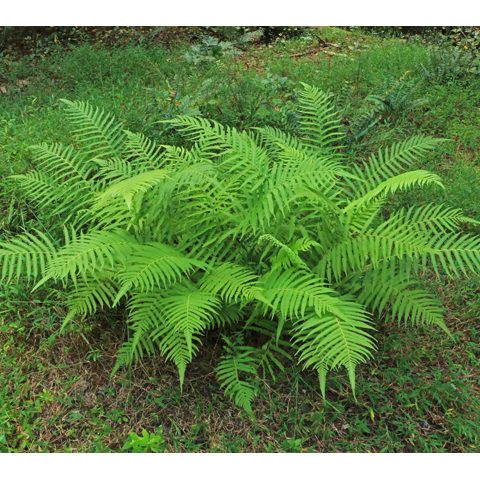 Wood Fern Thelypteris kunthii