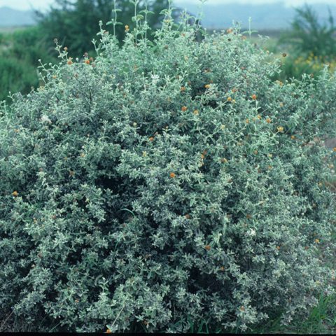 Woolly Butterflybush Buddleja marrubiifolia