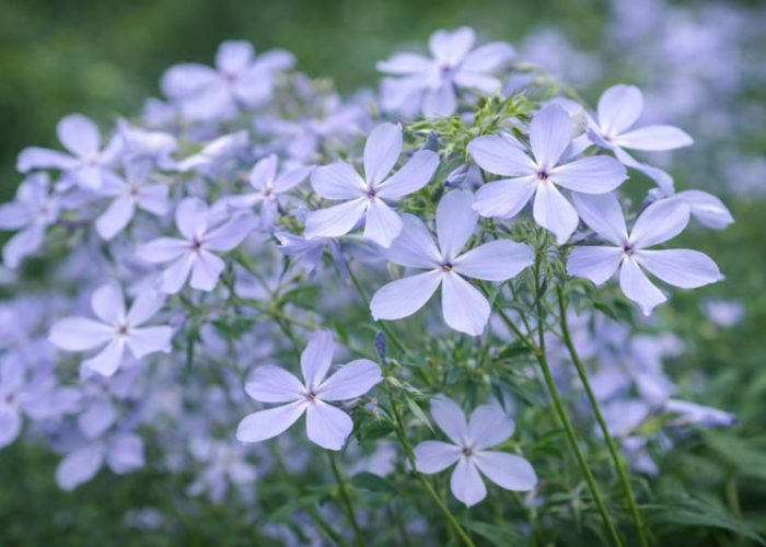 Woodland Phlox