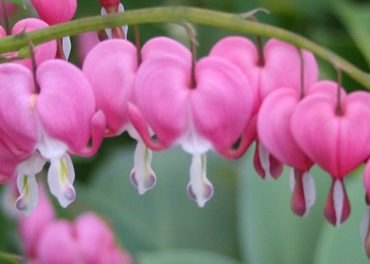bleeding heart