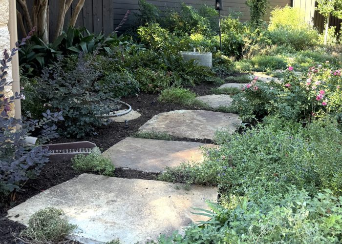 stone path with new plants both sides2